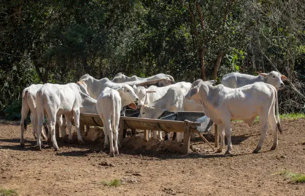 Male calves, crossing of Nellore with Brahman, feeding on trough in the middle of the pasture. Minas Gerais state, Brazil