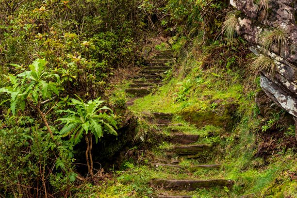 istock Stone steps at a path section of the “Vereda da Encumeada” hiking trail, which connects Pico Ruivo and the Encumeada mountain pass, surrounded by ancient heath and laurel forest, Madeira, Portugal 1367424540