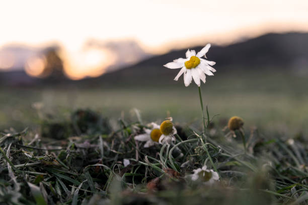 Marguerite in evening sunset light, late blooming last summer days