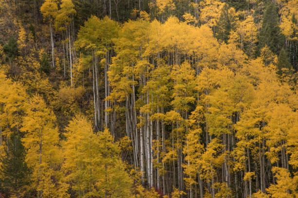 foresta di aspen accanto a ripida e rocciosa strada sterrata 4x4 a una corsia stretta nelle montagne rocciose usa - crystal foto e immagini stock