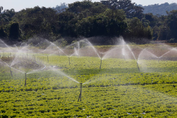 istock Irrigation system in action in vegetable planting 1367426613