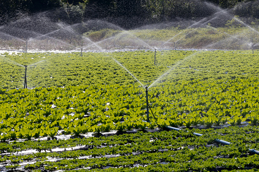 Irrigation system in action in vegetable planting. Sao Paulo state. Brazil