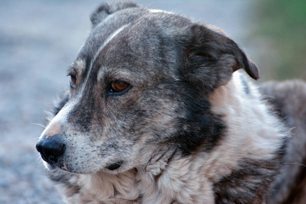 istock Portrait of a large gray pooch 1367427363