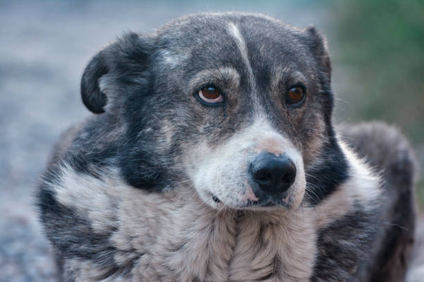 istock Portrait of a large gray pooch 1367427365