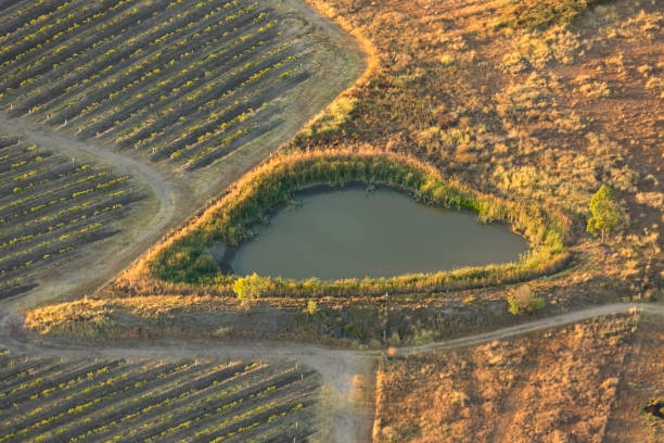 tama w kształcie serca podczas wschodu słońca w winnicach, hunter valley, australia - vineyard hunter valley australia vine zdjęcia i obrazy z banku zdjęć