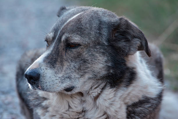 istock Portrait of a large gray pooch 1367427961