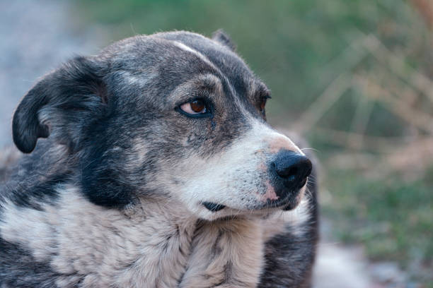 istock Portrait of a large gray pooch 1367427963