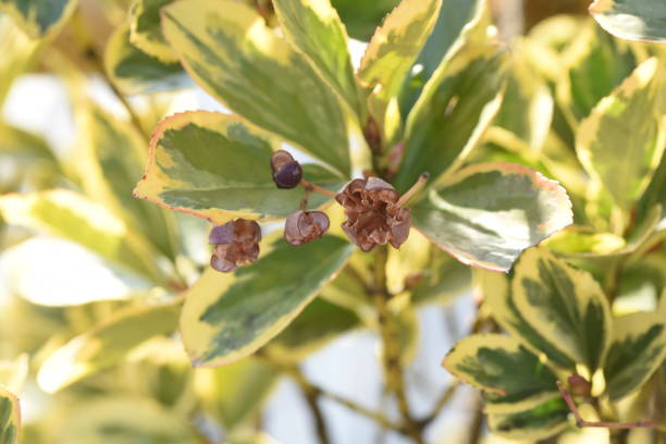 istock Variegated Japanese spindle tree hedges, leaves and seeds. 1367428031