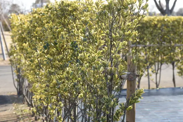Variegated Japanese spindle tree hedges, leaves and seeds. Celastraceae evergreen tree.