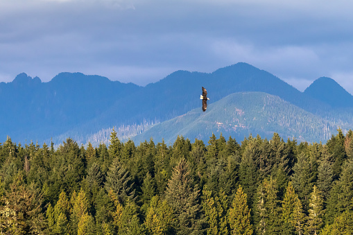 Bald Eagle flying over the trees in the rural community of Tofino.