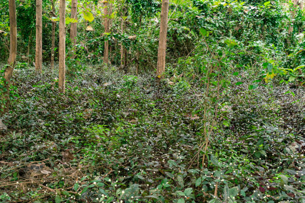 istock Wild flowers growing in tropical rainforest. 1367429506