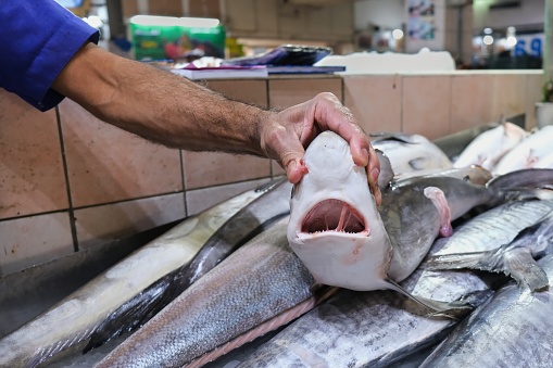 istock Selective focus at hands of middle eastern fishmonger showing a fresh delicates small shark for sale on blurred background of fish market stalls. Seafood marketplace. 1367430407