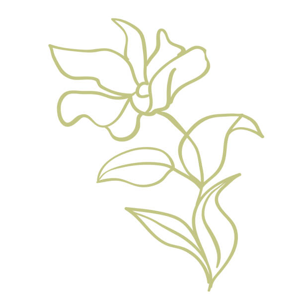 ilustrações, clipart, desenhos animados e ícones de flores magnólias. bela ilustração de primavera. - sweet magnolia florida flower magnolia