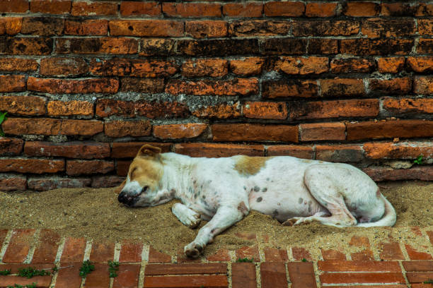 A dog sleeping, comfortable on sand floor at Wat Phra Si Sanphet. No focus, specifically.