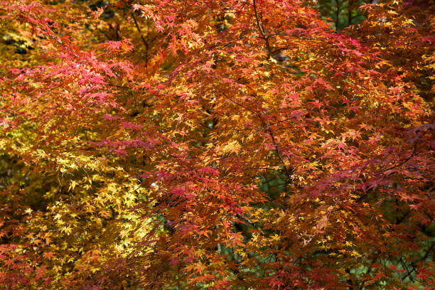 jasne pomarańczowe, żółte i ciemnoczerwone liście klonu japońskiego jesienią. japonia - maple japanese maple leaf autumn zdjęcia i obrazy z banku zdjęć