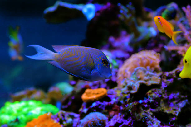 istock Orange Stripe Bristletooth Tang - Ctenochaetus striatus 1367434268