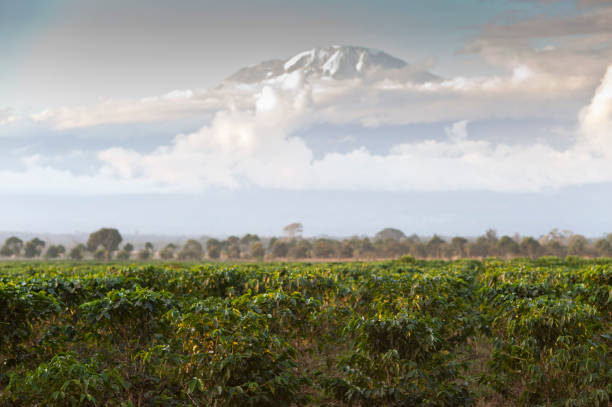 plantación de café arabia frente al monte kilimanjaro - coffee plant fotografías e imágenes de stock