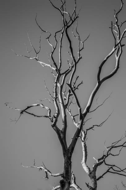istock Grayscale vertical shot of a dry tree with bare branches 1367441161