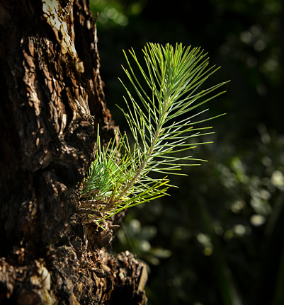 Baby pine shoots growing on mature pine tree