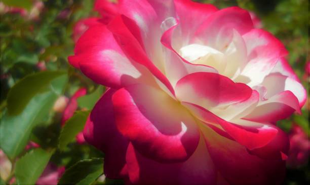 bella rosa bicolore. - rosemary flower single flower flower head foto e immagini stock