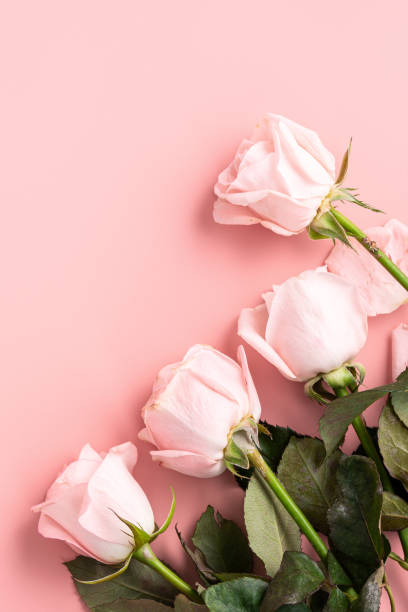 istock Valentine's Day design concept background with pink rose flower on pink background. 1367442067