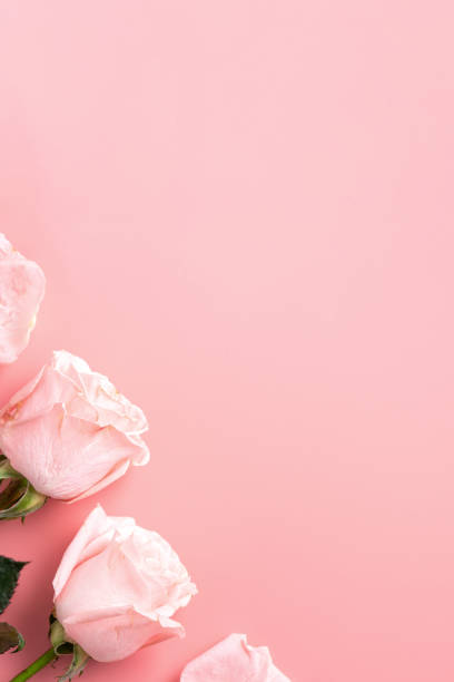 istock Valentine's Day design concept background with pink rose flower on pink background. 1367442073