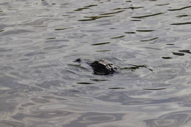 istock Wild Alligator in Florida 1367444387