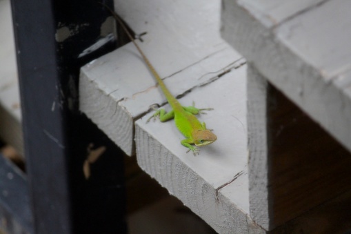 A Green Anole Lizard just hanging out on a deck.