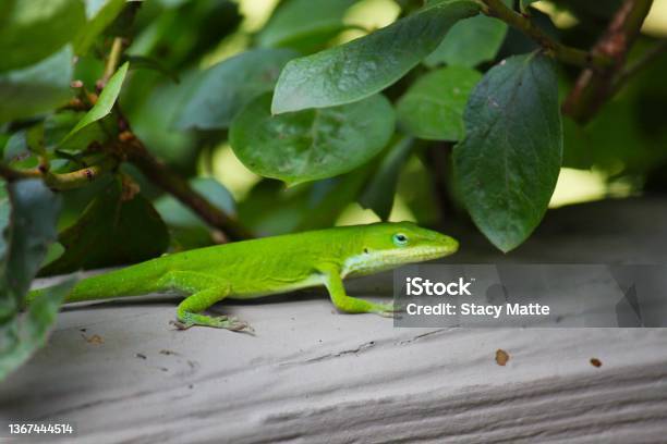 Green Anole Stock Photo - Download Image Now - Green Color, Lizard, Animal
