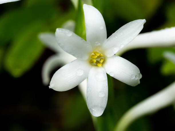 istock Rain Drops Perched on The Tuberose Flower Blooming 1367446552