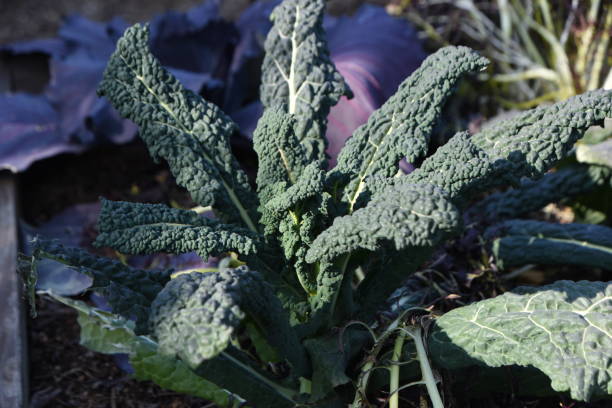 Black cabbage leaves stock photo