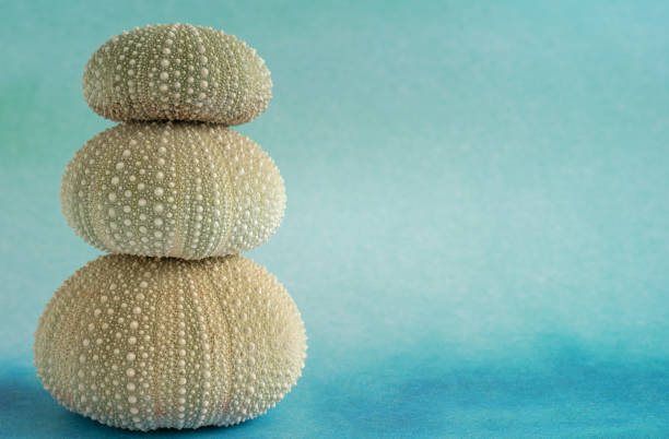 stack of green sea urchin shells - green sea urchin fotos imagens e fotografias de stock