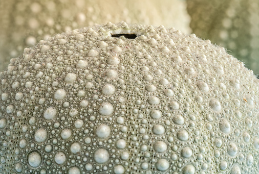 Close-Up of Green Sea Urchin Shells with Selective Focus