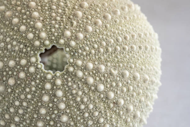 グリーンウニ殻のクローズアップ - green sea urchin 写真 ストックフォトと画像