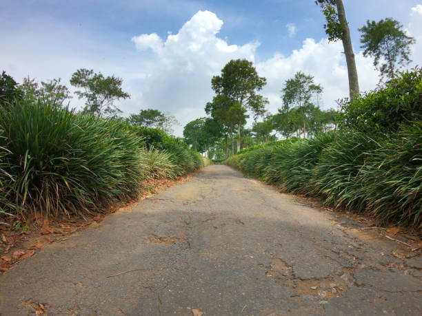 istock The long road in Wonosari tea plantation 1367450373
