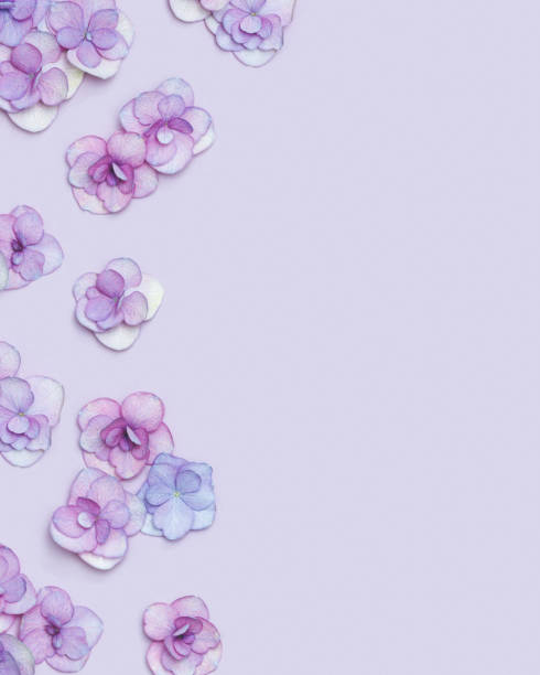 hydrangea is a flower that is made up of many flowers!