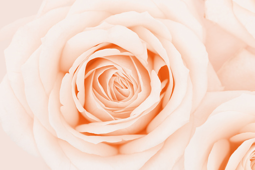 Close up rose flower, delicate macro petals peach cream pastel colors, natural flowery background. Fresh soft blooming rose. Selective focus flowery card, nature floral design postcard, above view