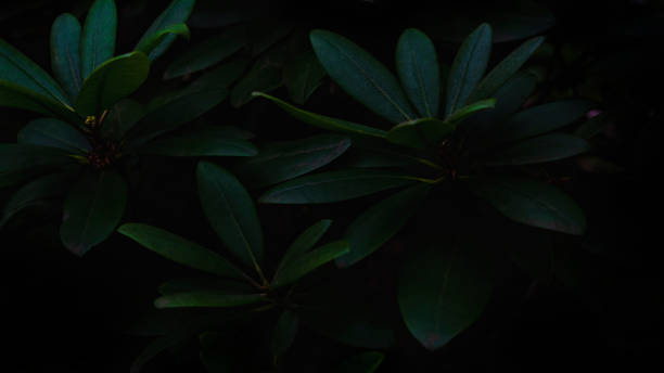 istock Green large foliage leaves as as natural leaf background. 1367454337