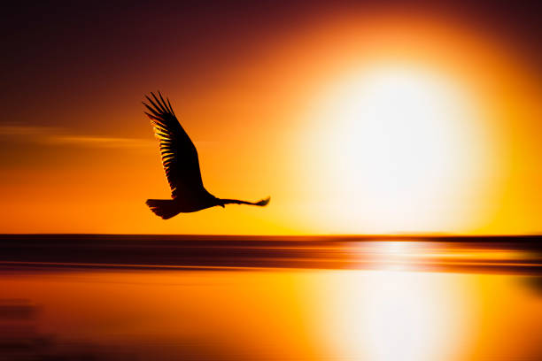 istock Hawk swoops right in front of glowing sunset 1367454887