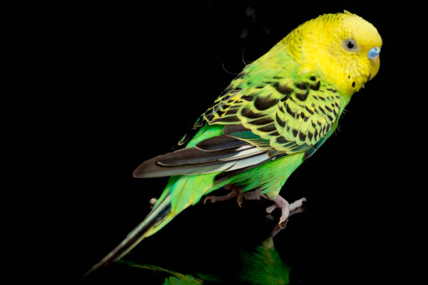 istock Parakeets budgerigar bird isolated on black background 1367455034