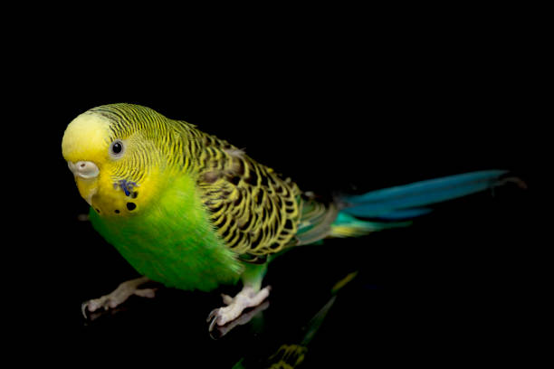 istock Parakeets budgerigar bird isolated on black background 1367455035