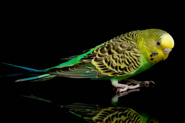 istock Parakeets budgerigar bird isolated on black background 1367455042
