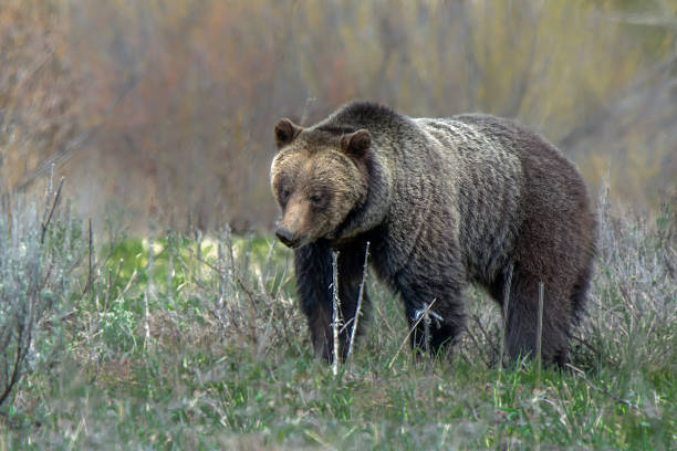 istock Grizzly bear sow moving through the meadow 1367457961