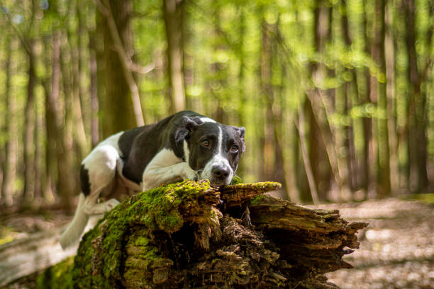 istock Dog posing on an old mossy trunk 1367458225
