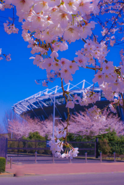 sakura of tokyo stadium and in full bloom - spring vertical cherry blossom color image imagens e fotografias de stock