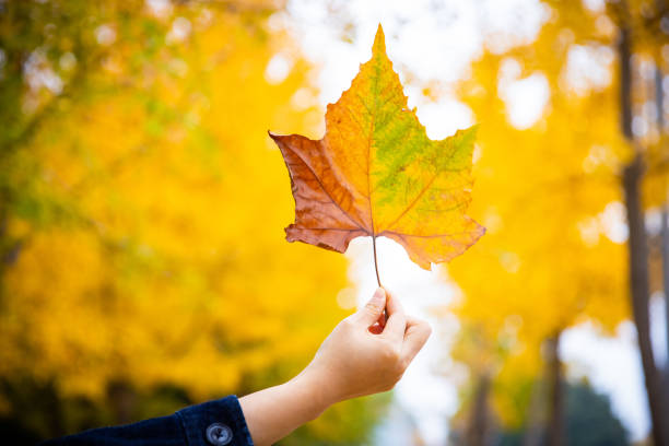 Young women holding autumn leaf