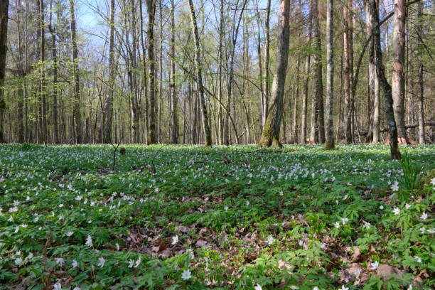 istock Early spring forest with flowering anemone 1367462581