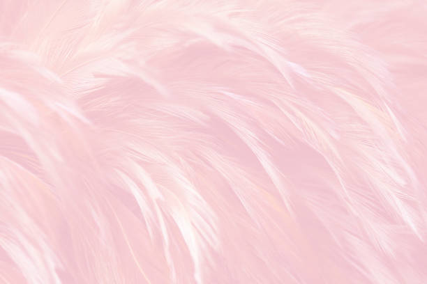 istock Beautiful Soft Pink Feathers Texture Vintage Background 1367463494