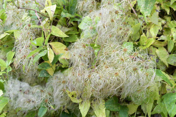istock Clematis vitalba seed. heads with silky appendages in october, known as old man's beard 1367464598