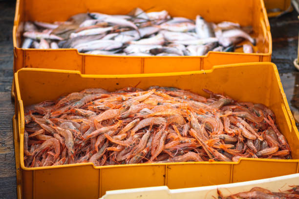 istock Freshly just caught shrimps and other fish in plastic crates 1367466270